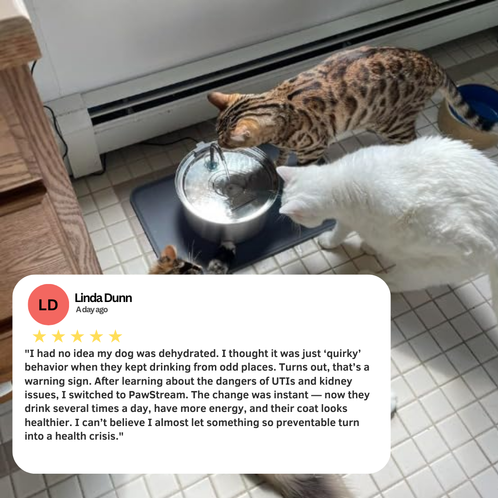 The PawStream™ Fountain