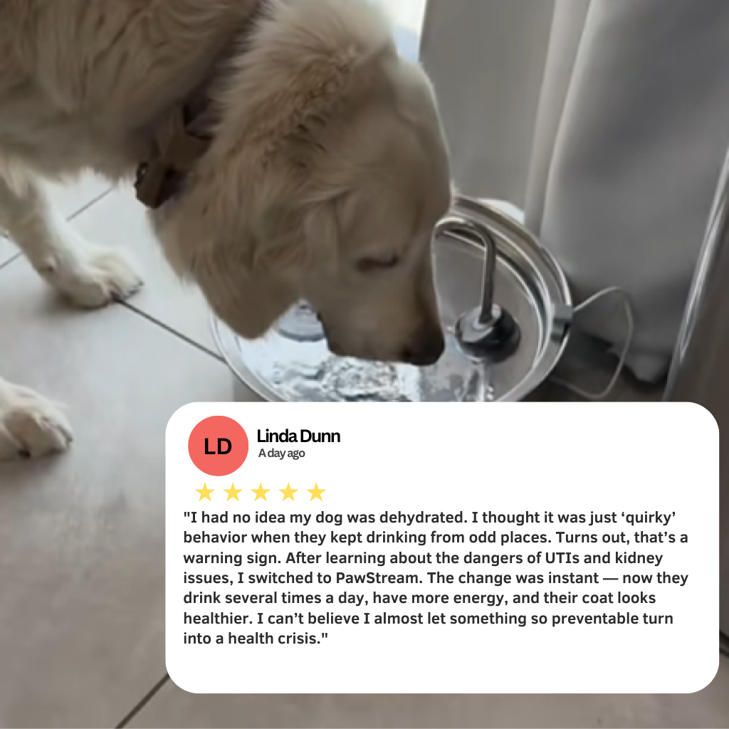 The PawStream Fountain